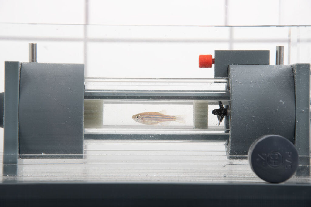 Zebrafish (Loligo Systems)